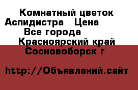 Комнатный цветок Аспидистра › Цена ­ 150 - Все города  »    . Красноярский край,Сосновоборск г.